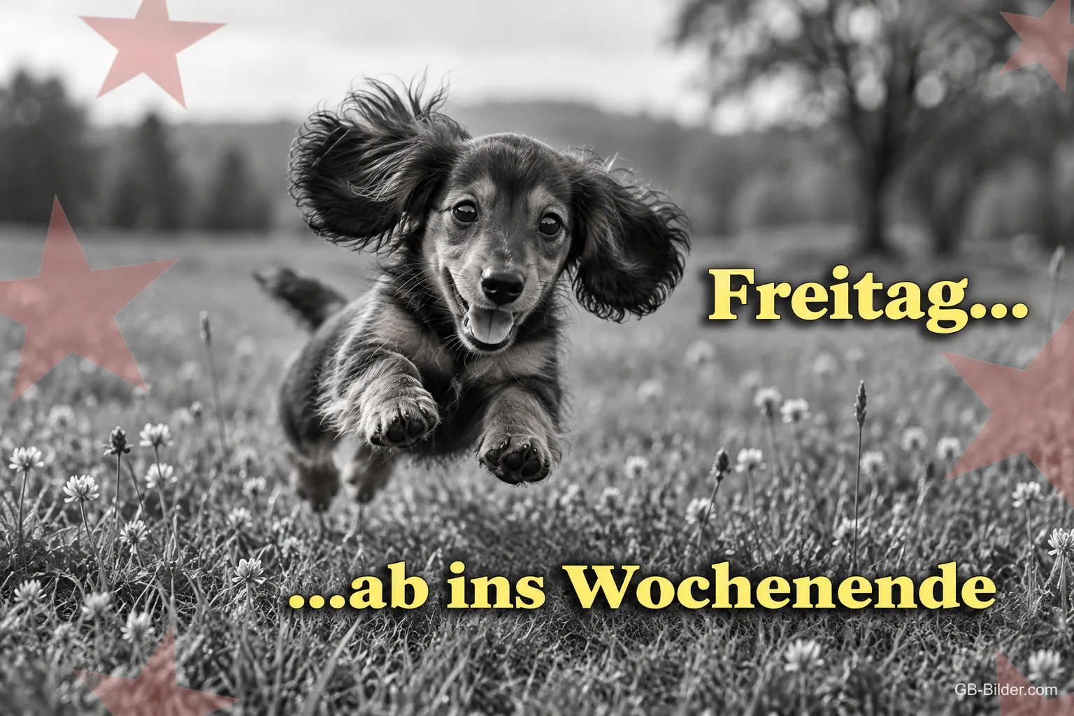 Dackelwelpe springt über eine Wiese in Schwarz-Weiß, Text: Freitag… …ab ins Wochenende