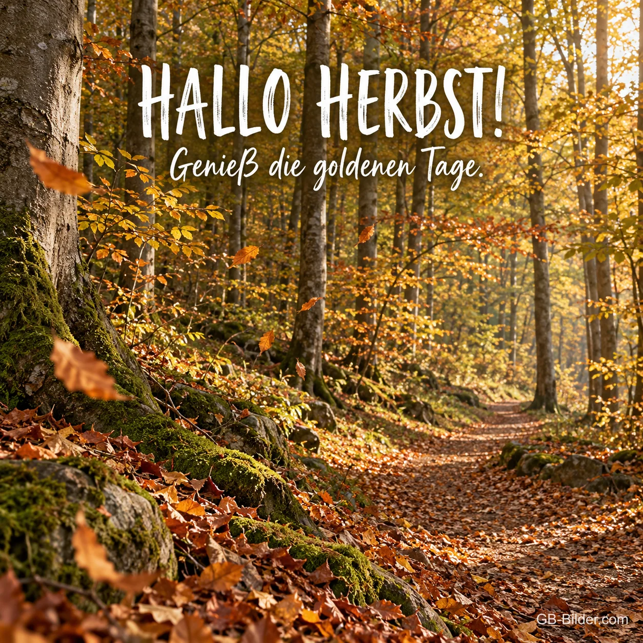 Waldweg im goldenen Buchenwald, Text: Hallo Herbst! Genieß die goldenen Tage.